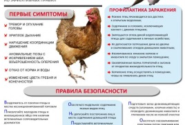 Профилактика Высоко патогенного гриппа птиц (ВПГП)